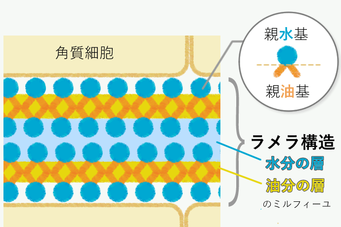 ラメラ構造は、水分と油分の層が交互に重なって構成されます。